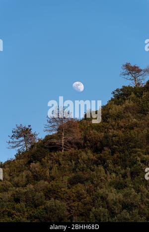 La lune monte, dans les arbres de premier plan sur une colline Banque D'Images