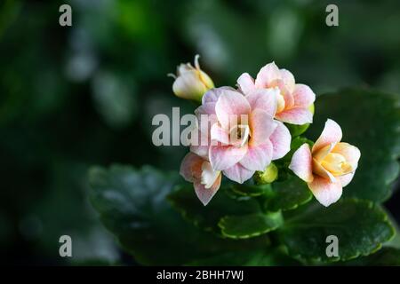 Fleurs de kalanchoe rose décoratif. Plantes de ménage. Gros plan. Arrière-plan flou. Banque D'Images