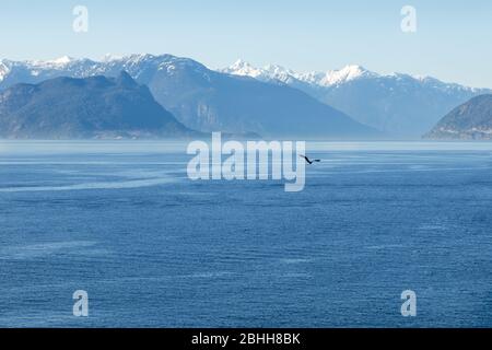 une vue imprenable sur les montagnes de Howe Sound et l'océan avec un aigle volant au loin. Banque D'Images