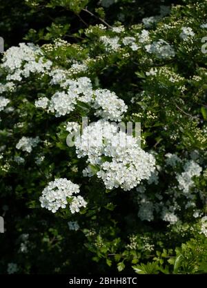 Hawthorn Blossom au printemps. Banque D'Images