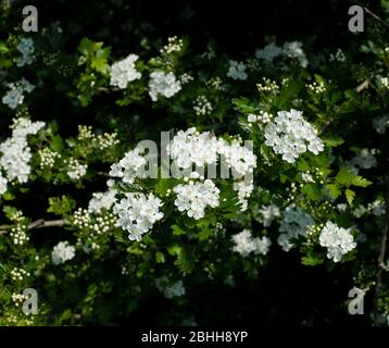 Cratagus monogyna, Hawthorn Blossom. Banque D'Images