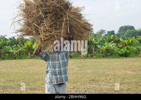 Homme indien transportant le paquet récolté de paddy sur sa tête pendant la récolte.Bihar Inde Banque D'Images