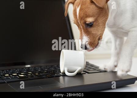 Café renversé par un chien sur le clavier de l'ordinateur portable. Dommages matériels de l'animal de compagnie Banque D'Images