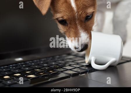 Café renversé par un chien sur le clavier de l'ordinateur portable. Dommages matériels de l'animal de compagnie Banque D'Images