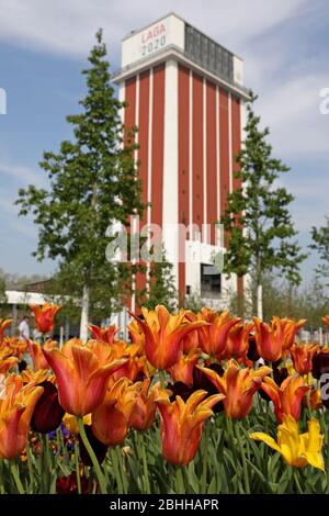 firo. 24 avril 2020 salon national du jardin à Kamp-Lintfort NRW, Rhénanie-du-Nord-Westphalie, Tulips le Laga doit être officiellement ouvert le 5 mai 2020. Le 24 avril 2020, il y avait bien sûr une petite pré-ouverture pour les visiteurs avec plus de 8000 marcheurs explorant le parc de la mine, en observant la règle de Corona . "Aû un grand compliment aux marcheurs qui ont suivi nos règles de manière absolument consciencieuse." Grâce aux panneaux de signalisation à sens unique, aux barrières et aux annonces de haut-parleurs, les marcheurs ont été guidés sur un itinéraire marqué à travers le parc. | utilisation dans le monde entier Banque D'Images