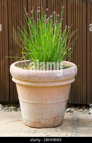 Pot de ciboulette qui pousse sur un patio Banque D'Images