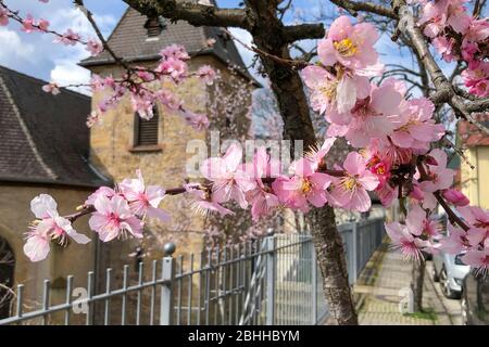 Mandelblüte à Gimmeldingen bei Neustadt an der Weinstraße, Allemagne Banque D'Images