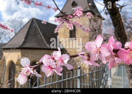 Mandelblüte à Gimmeldingen bei Neustadt an der Weinstraße, Allemagne Banque D'Images