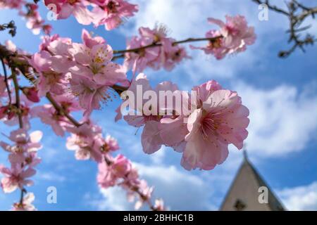 Mandelblüte à Gimmeldingen bei Neustadt an der Weinstraße, Allemagne Banque D'Images