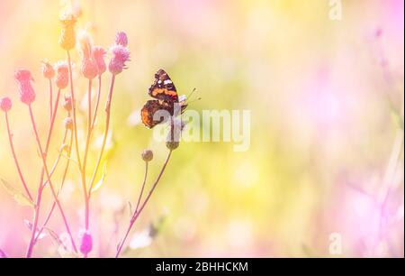 Vanessa atalanta le papillon rouge admiral au-dessus de la floraison de la floraison de la fleur de chardon sur la prairie le jour ensoleillé d'été. Banque D'Images