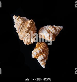 Phos Thelks. Pacific Seashells. Coquillages marins Banque D'Images