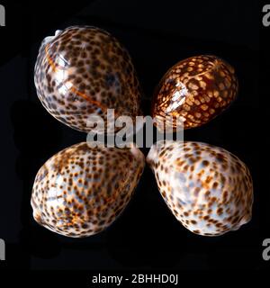 Tiger Cowrie Seashells. Cyprea Tigre Linne. Coquillages tropicaux marins Banque D'Images