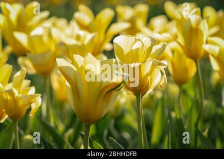 De belles tulipes jaunes à la lumière du soleil vive lors d'une journée de printemps Banque D'Images