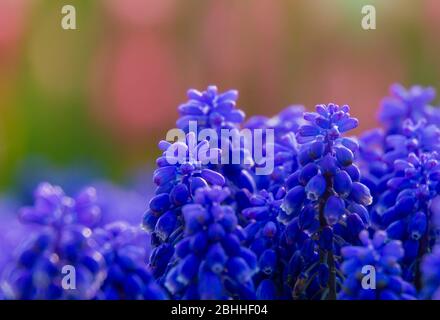 puple muscari fleurs sur fond rose Banque D'Images