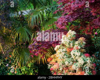 Combinaison printanière de Pieris japonica 'Flaming Silver', Acer palmatum 'Bloodggggggood' et Trachycarpus forttei dans un jardin britannique Banque D'Images