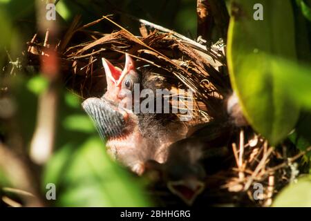 Un oiseau cardinal de cinq jours dans le nid avec son bec ouvert, attendant que maman ou papa reviennent avec de la nourriture Banque D'Images