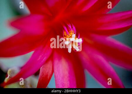 Macro et profondeur de champ peu profonde (foyer sélectif) avec la fleur d'un Cactus de Noël rouge (Schlumbergera). Banque D'Images