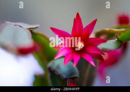 Macro et faible profondeur de champ (foyer sélectif) image avec la fleur d'un Cactus de Noël rouge (Schlumbergera truncata). Banque D'Images