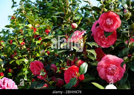 Bague de Camellia avec fleurs roses foncées à différents stades de floraison avec feuilles brillantes vertes. Banque D'Images