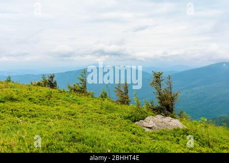 prés alpins de mnt. runa, ukraine. rangée d'arbres sur la colline. beau paysage naturel des montagnes de carpates en été. temps nuageux Banque D'Images