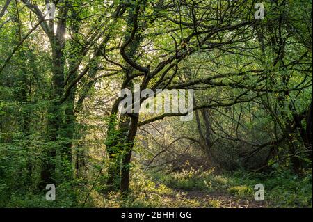 Bois enchanteurs au soleil du matin de printemps dans la réserve naturelle de Scrase Valley, Haywards Heath, West Sussex, Angleterre.