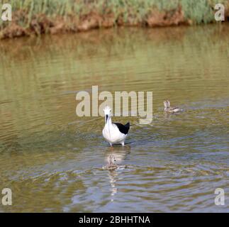 Water Bird appelé chevalier de l'Italie ou Himantopus himantopus Recurvirostrid famille avec poulets Banque D'Images