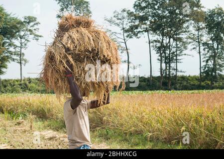 Homme indien transportant le paquet récolté de paddy sur sa tête pendant la récolte, Inde Banque D'Images