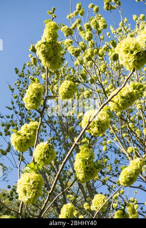 Fleurs vert citron sur un arbre d'Elm doré Banque D'Images