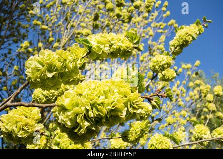 Fleurs vert citron sur un arbre d'Elm doré Banque D'Images