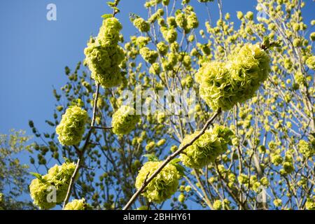 Fleurs vert citron sur un arbre d'Elm doré Banque D'Images