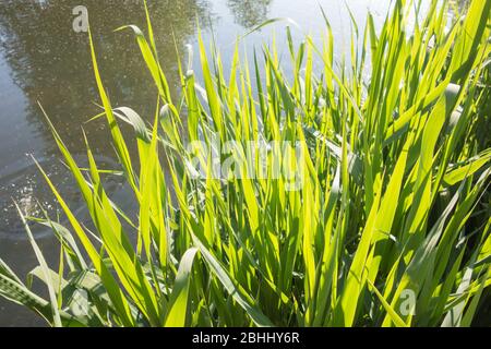 Gros plan des lits à roseau Phragmites Australis Banque D'Images