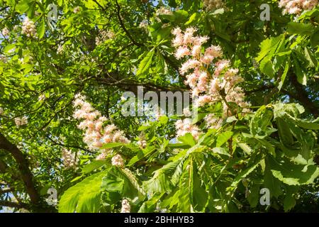 Gros plan de châtaignier à cheval fleurs de flèches (conker) arbres dans bouton Banque D'Images