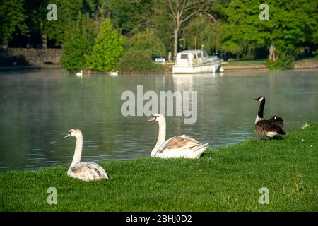 Eton, Windsor, Berkshire, Royaume-Uni. 26 avril 2020. Les cygnes se délèvent sur les Brocas à Eton, près de la Tamise, après un mauvais départ à une journée chaude et ensoleillée pendant le verrouillage de la pandémie de Coronavirus. Crédit : Maureen McLean/Alay Live News Banque D'Images