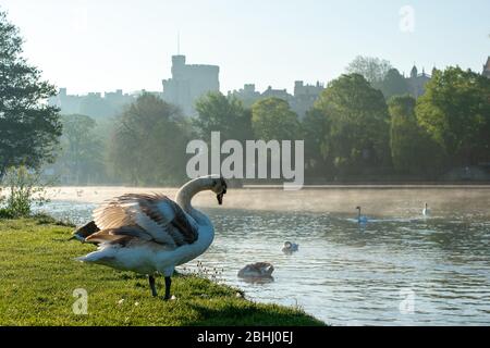 Eton, Windsor, Berkshire, Royaume-Uni. 26 avril 2020. Un jeune cygne contemple une baignade dans la Tamise dans une matinée misteuse mais chaude sur les Brocas à Eton avec la toile de fond du château de Windsor. Crédit : Maureen McLean/Alay Live News Banque D'Images