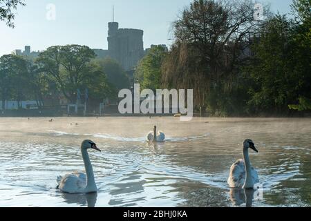 Eton, Windsor, Berkshire, Royaume-Uni. 26 avril 2020. Les cygnes se déforment de la distance sociale sur la Tamise après un mauvais départ pour une journée chaude et ensoleillée avec la toile de fond du château de Windsor. Crédit : Maureen McLean/Alay Live News Banque D'Images