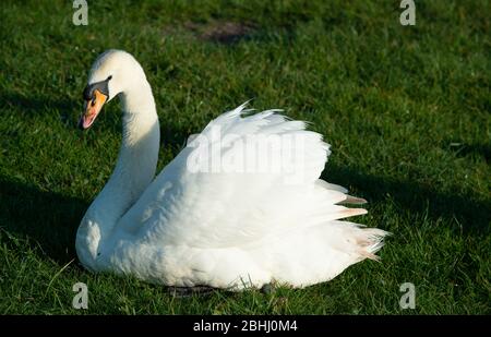 Eton, Windsor, Berkshire, Royaume-Uni. 26 avril 2020. Un coulis de cygne sur les rives de la Tamise sur les Brocas à Eton, au soleil chaud du matin. Crédit : Maureen McLean/Alay Live News Banque D'Images