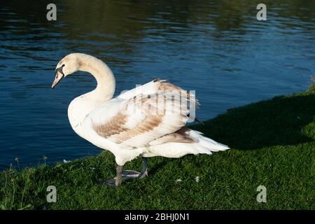 Eton, Windsor, Berkshire, Royaume-Uni. 26 avril 2020. Un cygne surmonte le soleil tôt le matin à côté de la Tamise pendant le verrouillage de la pandémie de Coronavirus. Crédit : Maureen McLean/Alay Live News Banque D'Images