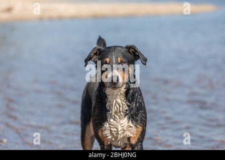Portrait extérieur chien à la plage de l'océan, Appenzeller Sennenhund Banque D'Images