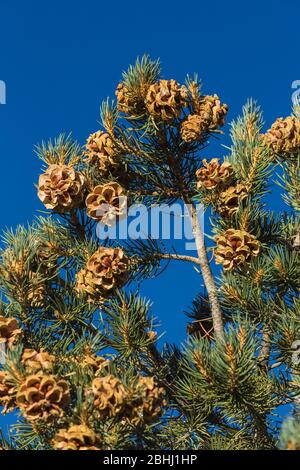 Pinyon à feuille unique, Pinus monophylla, près de la ville fantôme d'Ione, Nevada, États-Unis Banque D'Images