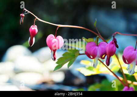 Coeur de saignement (lamprocapnos spectabilis) dans un jardin au printemps sur la Côte d'Azur Banque D'Images