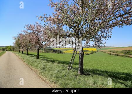 Fleurs de pommiers le long de la route au printemps Banque D'Images