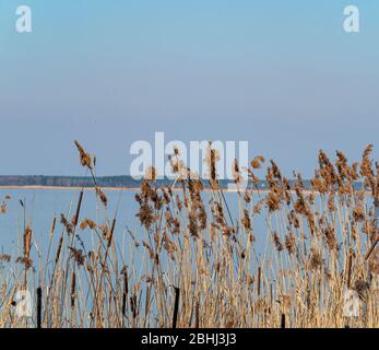 Canne à roseau au-dessus de la surface de l'eau. Banque D'Images