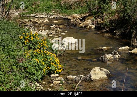 Petit ruisseau qui coule sur des rochers avec de l'herbe verte de la banque de cours d'eau Banque D'Images