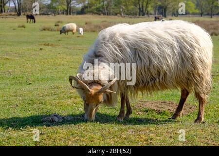 Mouton chiné néerlandais, corné sur un champ, manger de l'herbe, Springtime au soleil, Frise, Pays-Bas Banque D'Images