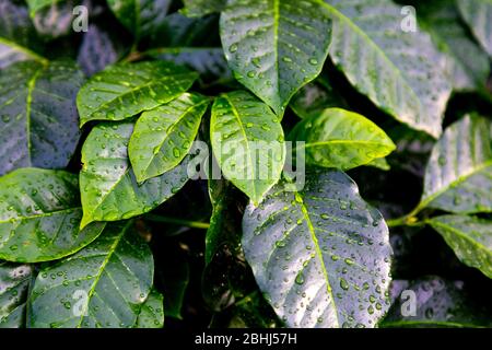 Feuilles de plantes fraîches vertes (Coffea arabica) avec gouttelettes de pluie Banque D'Images