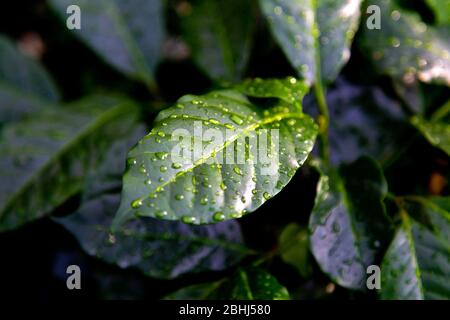 Feuilles de plantes fraîches vertes (Coffea arabica) avec gouttelettes de pluie Banque D'Images