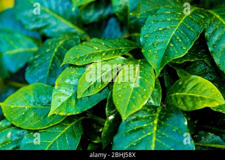 Feuilles de plantes fraîches vertes (Coffea arabica) avec gouttelettes de pluie Banque D'Images