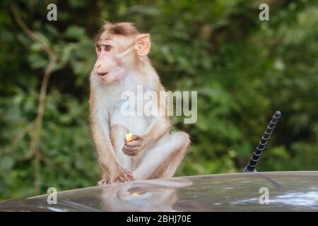 Singes aux grottes de Kanheri à Mumbai, Inde Banque D'Images