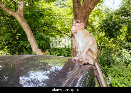 Singes aux grottes de Kanheri à Mumbai, Inde Banque D'Images