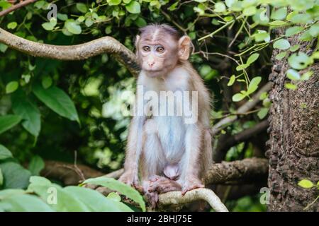 Singes aux grottes de Kanheri à Mumbai, Inde Banque D'Images